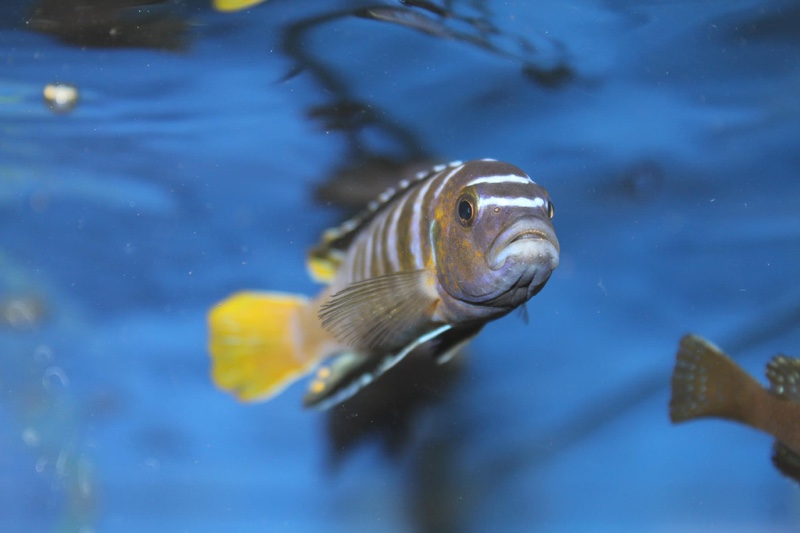 Cynotilapia sp. 'elongatus mbenji blue' Mbenji Island